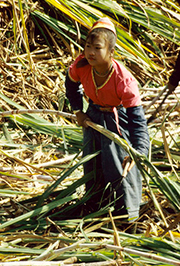 Yunnan, 1995-1998